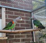 Kaapse papegaai, Dieren en Toebehoren, Vogels | Parkieten en Papegaaien, Meerdere dieren, Papegaai, Geringd