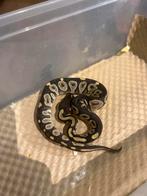 0.1 phantom paste 2025, Dieren en Toebehoren, Reptielen en Amfibieën, Slang, 0 tot 2 jaar