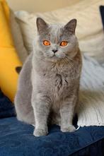 Britse korthaar kat, Poes