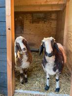 Oosterijks bergschaap: ooi en gecastreerde ram te koop, Dieren en Toebehoren, Meerdere dieren, Schaap, 0 tot 2 jaar