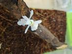 Hymenopus Coronatus Orchidee Bidsprinkhaan, Dieren en Toebehoren