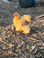 Cochin hen, Dieren en Toebehoren, Pluimvee, Vrouwelijk, Kip