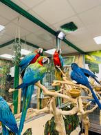 Jonge ara’s, Dieren en Toebehoren, Vogels | Parkieten en Papegaaien, Meerdere dieren, Papegaai, Pratend