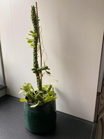 plant euphorbia monadenium stapelioides 45 cm hoog beschikbaar voor biedingen