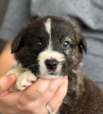 Welsh Corgi Cardigan pups met stamboom, Dieren en Toebehoren, Overige rassen, 8 tot 15 weken, CDV (hondenziekte), Meerdere