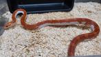 1.0 high pied hypo korenslang, Dieren en Toebehoren, Slang, 3 tot 6 jaar