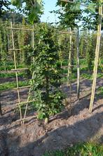 Beuk (Fagus Sylvatica Dawyck) lage leirek op de grond, Ophalen, Beukenhaag, Haag, Minder dan 100 cm