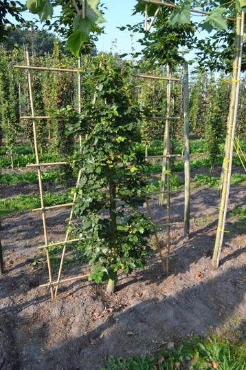 Beuk (Fagus Sylvatica Dawyck) lage leirek op de grond beschikbaar voor biedingen
