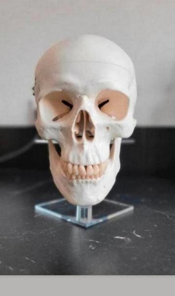 Oude Anatomische deelbare studie Schedel van een mens  beschikbaar voor biedingen