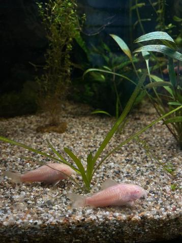 4 corydora’s koppel beschikbaar voor biedingen