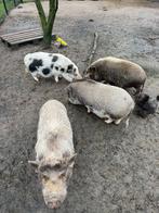 4 mini varkens. Niet echt tam. prijs in overleg, Dieren en Toebehoren, Mannelijk, Varken