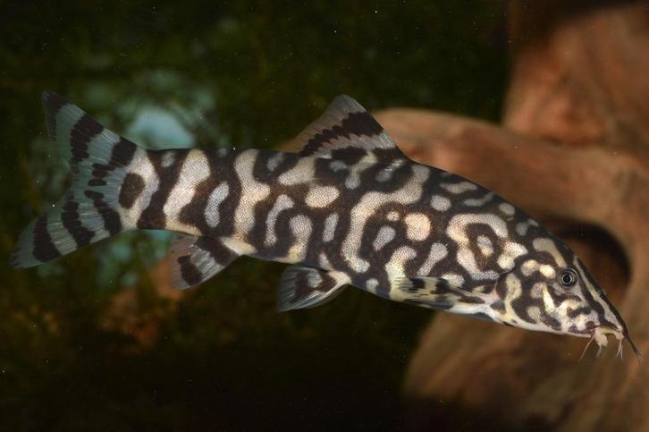 Marmer Botia - Prachtig visje voor je tropisch aquarium, Dieren en Toebehoren, Vissen | Aquariumvissen, Zoetwatervis, Vis