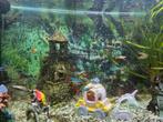 Endler guppies man, Dieren en Toebehoren, Vis