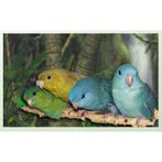 Tamme catharina parkiet gezocht, Dieren en Toebehoren