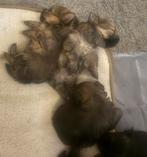 Unieke Biewer x Pomeriaan pups klein, lief & pluizig, Rabiës (hondsdolheid), Overige rassen, 8 tot 15 weken, Meerdere