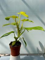 Philodendron Golden Violin - Kamerplant P12, Huis en Inrichting, Kamerplanten, Overige soorten, In pot, Minder dan 100 cm, Groene kamerplant