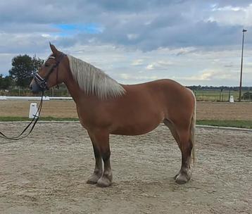 Schattige brave comtoise x ardenner merrie!! beschikbaar voor biedingen