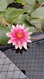 Waterlelie, Tuin en Terras, Vijvers, Ophalen, Gebruikt