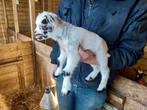 Dwerggeit met bokje te koop, Meerdere dieren, Geit