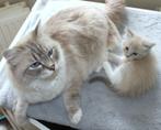 prachtige raszuivere ragdoll kittens seal, blue, mink, linx, Dieren en Toebehoren, Katten en Kittens | Raskatten | Langhaar, Meerdere dieren