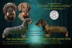 te koop prachtige standaard ruwhaar teckelpups, Standaard, 8 tot 15 weken, Teef, Meerdere