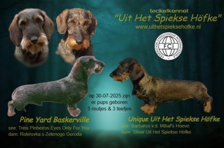 te koop prachtige standaard ruwhaar teckelpups, Dieren en Toebehoren, Honden | Teckels en Dashonden, Teef, Ruwhaar, Standaard
