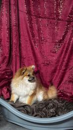 Pomeriaan teef 1 jaar, Keeshond, CDV (hondenziekte), 1 tot 2 jaar, Teef