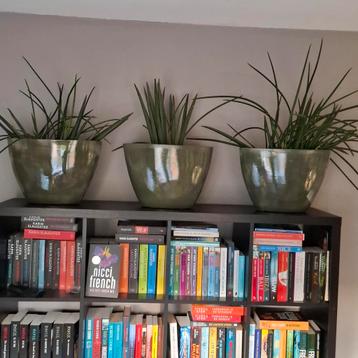 3 groene plantenbakken met planten - koopje! beschikbaar voor biedingen