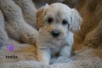 Mooie blonde boomer x labradoodle pups., Nederland, Overige rassen, 8 tot 15 weken, CDV (hondenziekte)