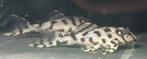 Hypancistrus sp. L236 SW, Dieren en Toebehoren, Vissen | Aquariumvissen, Vis