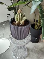 Cactus in Bloempot, Ophalen of Verzenden, Minder dan 100 cm, In pot, Cactus