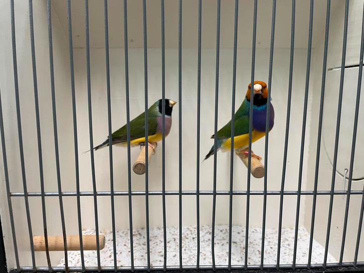 Koppel gouldamadines oranjekop x zwartkop, Dieren en Toebehoren, Vogels | Overige Vogels, Tropenvogel, Meerdere dieren, Geringd