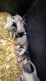 Mooie jonge Husky rittens beschikbaar!, Oktober, Meerdere dieren, Rat