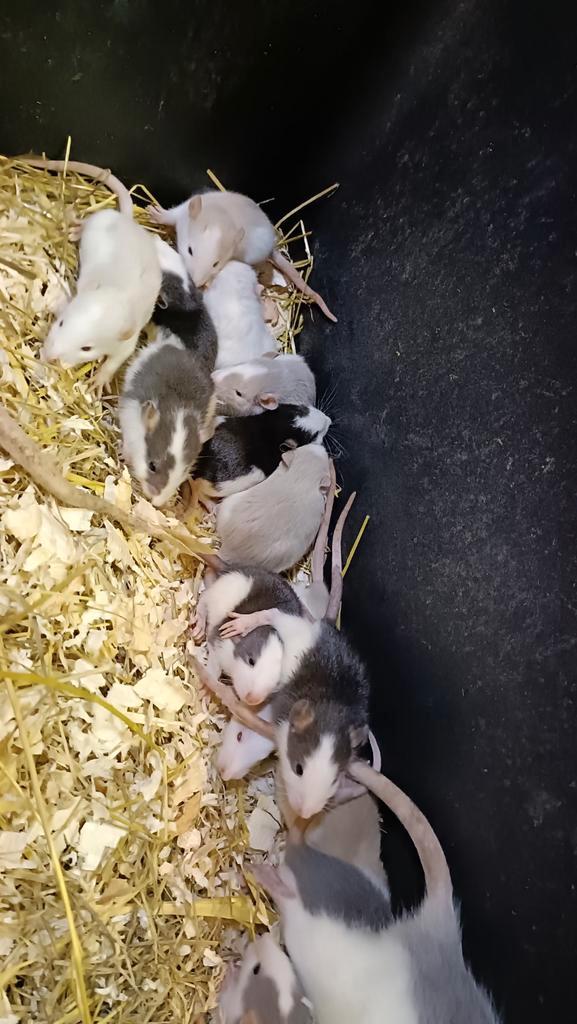 Mooie jonge Husky rittens beschikbaar!, Dieren en Toebehoren, Knaagdieren, Meerdere dieren, Rat, Oktober