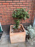 Teracotta bak groot inclusief boompje groen blijvend., Kunststof, Minder dan 60 cm, Rond, Ophalen of Verzenden