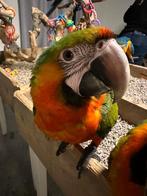 Catalina Ara | Getest | Lief | Aanhankelijk | Getrained, Dieren en Toebehoren, Vogels | Parkieten en Papegaaien, Meerdere dieren
