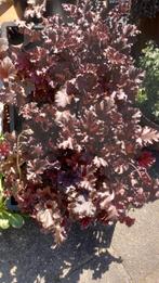 Vaste planten uit eigen tuin, Ophalen, Overige soorten, Minder dan 100 cm