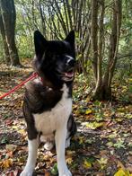 Iieve Amerikaanse akita, Dieren en Toebehoren, Honden | Poolhonden, Keeshonden en Oertypen, Reu, Eén hond, 3 tot 5 jaar, Nederland