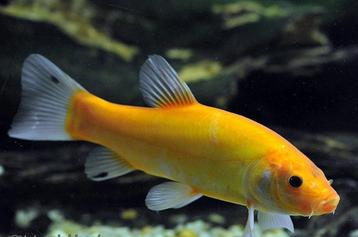 Prachtige groene of goudzeelt, shubinkin, sarasa, goudvis beschikbaar voor biedingen