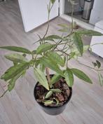 kumquat, Ophalen of Verzenden, Halfschaduw, Minder dan 100 cm