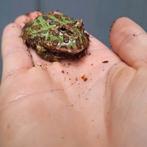 Kikkers soorten, Dieren en Toebehoren, Reptielen en Amfibieën, Amfibie, 0 tot 2 jaar