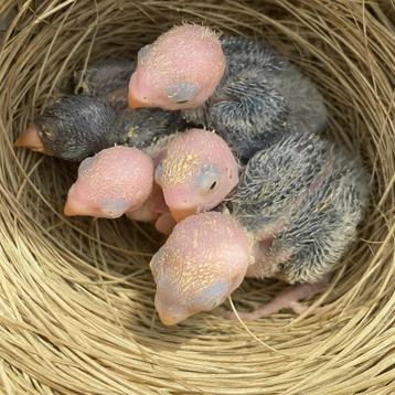 Jonge Agapornis Fischeri dwergpapegaai beschikbaar voor biedingen