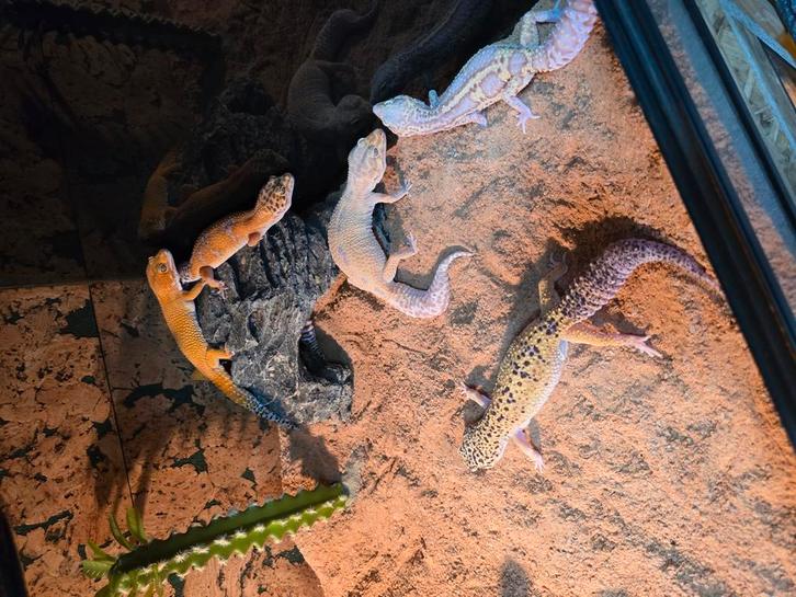 Prachtig giant luipqardgekkos aangeboden., Dieren en Toebehoren, Reptielen en Amfibieën, Hagedis, 0 tot 2 jaar