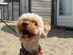 Butternut hondenvoeding 60% korting, Verzenden, Hond