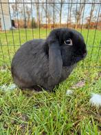 NHD dwerghangoor rammetje, Dieren en Toebehoren, Konijnen, Mannelijk, Dwerg