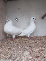 Tipler hoogvliegers duiven, Meerdere dieren, Overige soorten