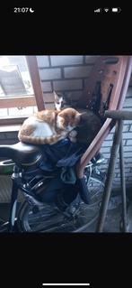 Boerderijkittens te koop, Dieren en Toebehoren, Katten en Kittens | Overige Katten, Meerdere dieren
