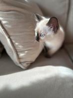 Kitten siamees, Dieren en Toebehoren, Poes, Ontwormd, 0 tot 2 jaar