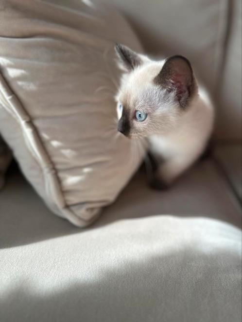 Kitten siamees, Dieren en Toebehoren, Katten en Kittens | Raskatten | Korthaar, Poes, 0 tot 2 jaar, Ontwormd, Ingeënt