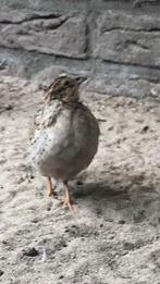 Chinese dwergkwartels natuurbroed, Dieren en Toebehoren, Vogels | Overige Vogels, Meerdere dieren